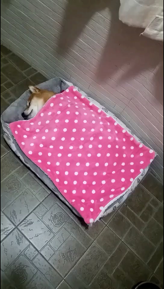 现在都养成盖被子睡觉的习惯了,棒棒哒