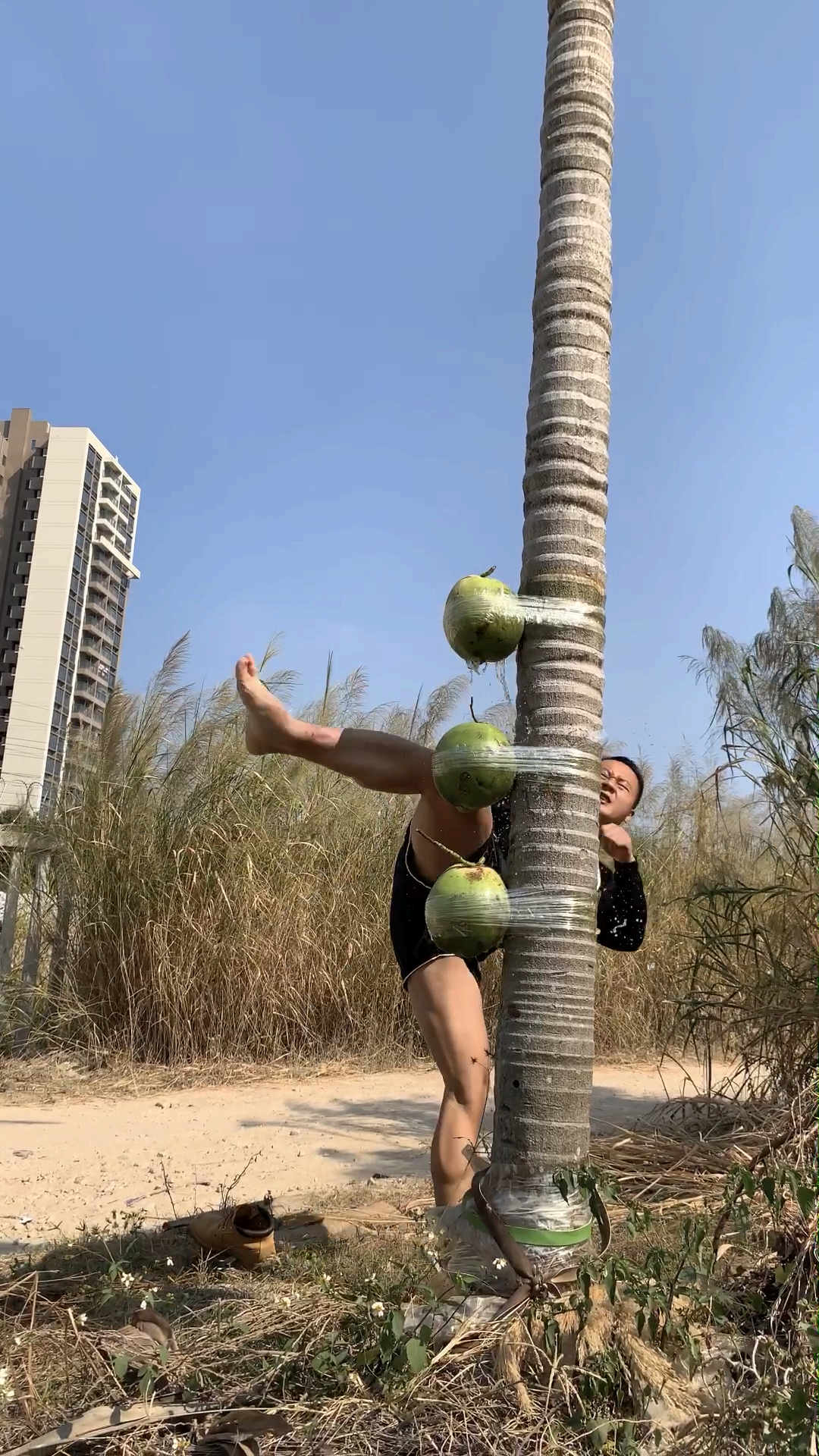 光脚踢椰子太痛了!