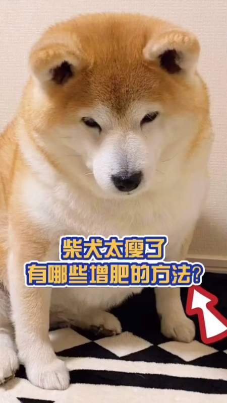 我要上熱門柴犬太瘦了有哪些增肥的方法嗎