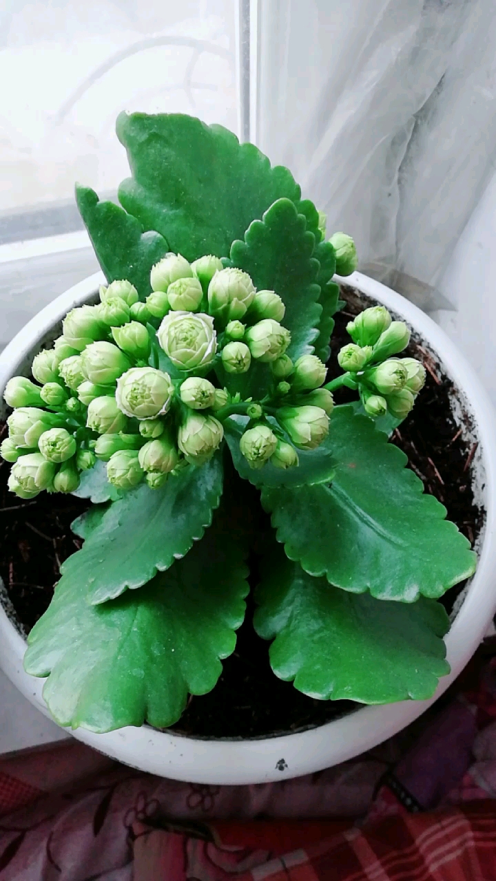 刚到家的绿色长寿花