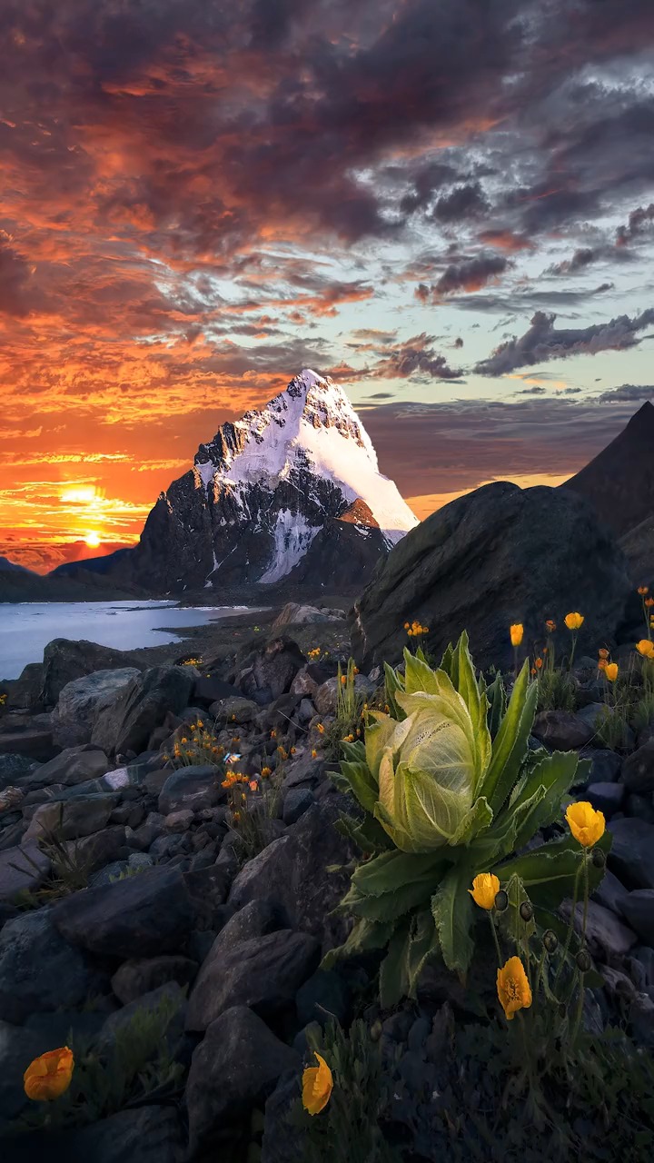 雪莲花生长在雪山脚下,4,5年才能开花结果,见到它就是幸运,风景,日照