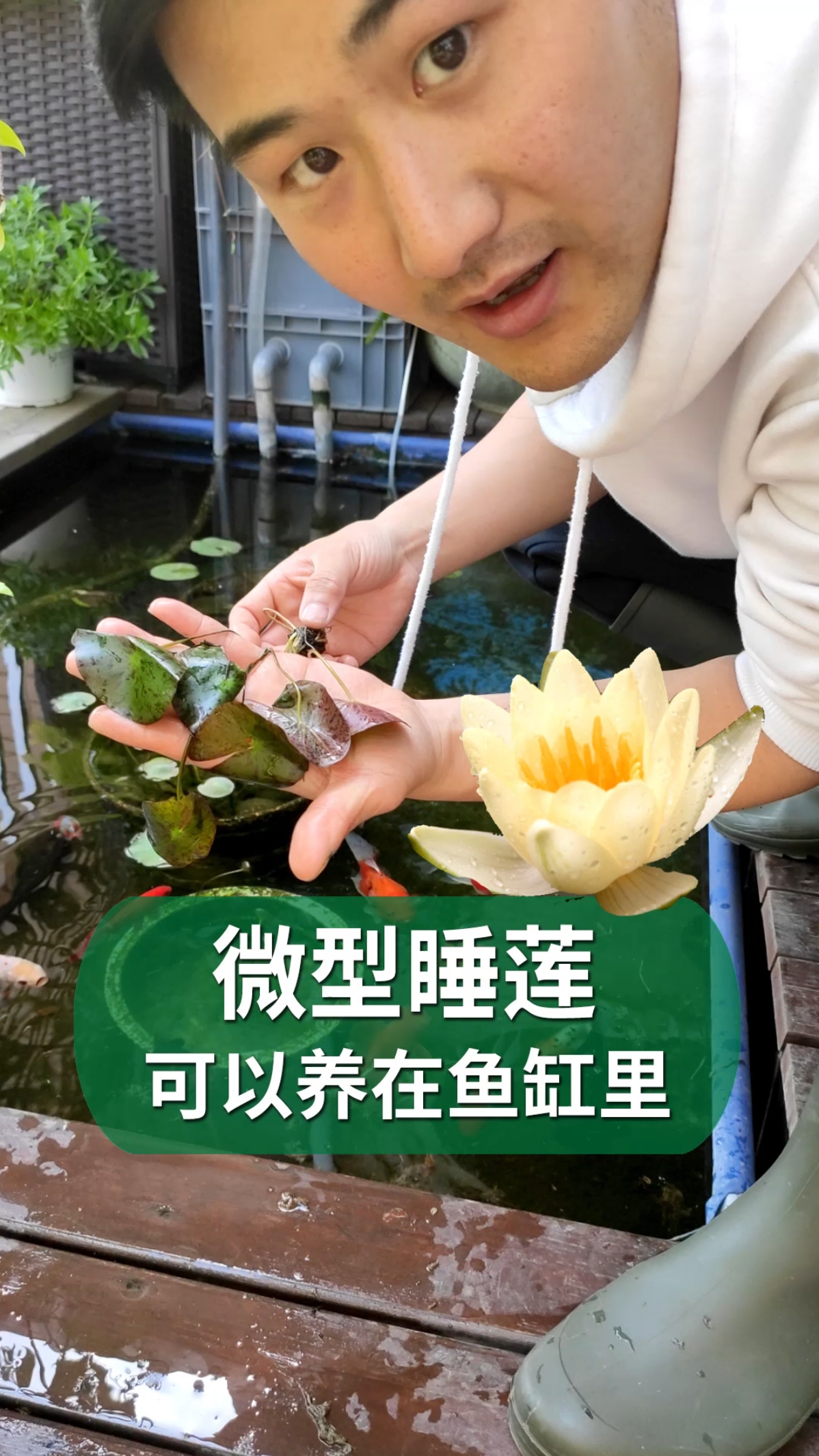 睡莲可以养在鱼缸里的睡莲海尔芙拉推荐给宝宝们