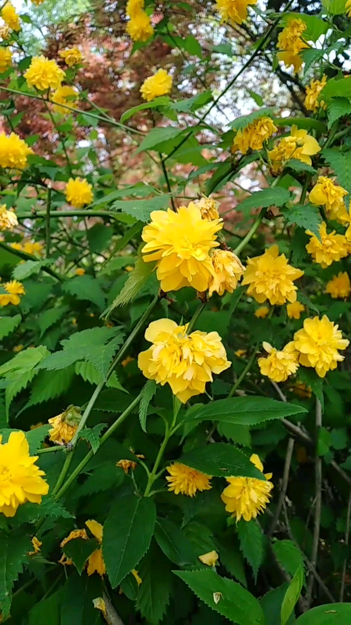七重八重棣棠花开,未见花谢棣棠果!