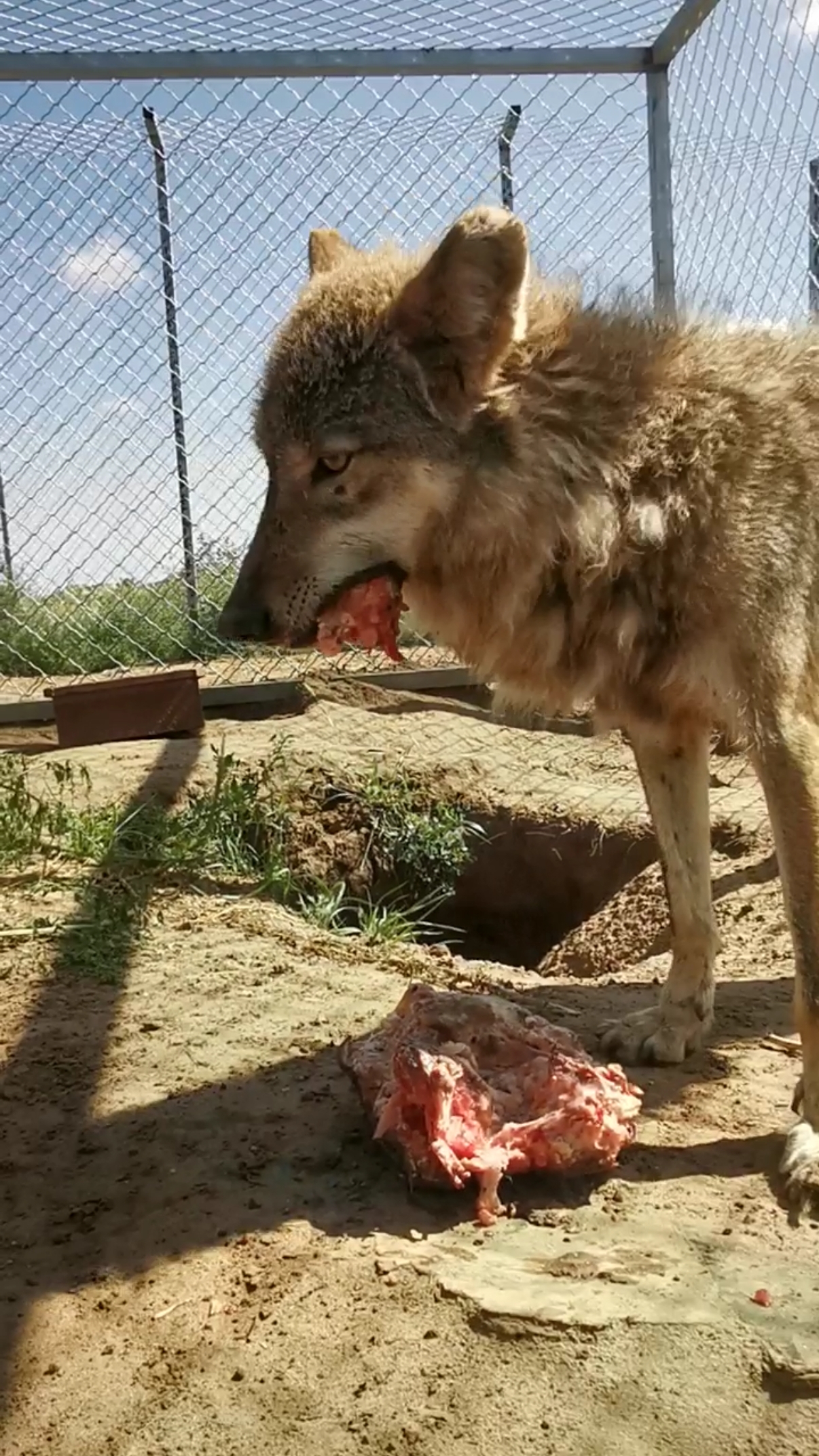 狼在进食
