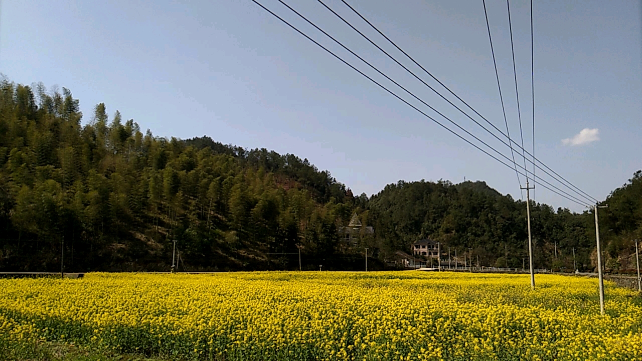 分水镇新龙村大张油菜花开了