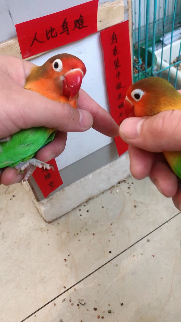 我要上热门#教大家牡丹鹦鹉这么区分公母鸟,很简单.-度小视