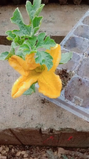 西瓜苗上开了一个这样的花