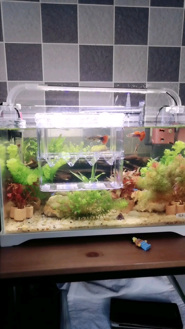 家里的孔雀鱼妈妈生小宝宝啦,一下午生了十几条,把鱼爸爸开心的在产房