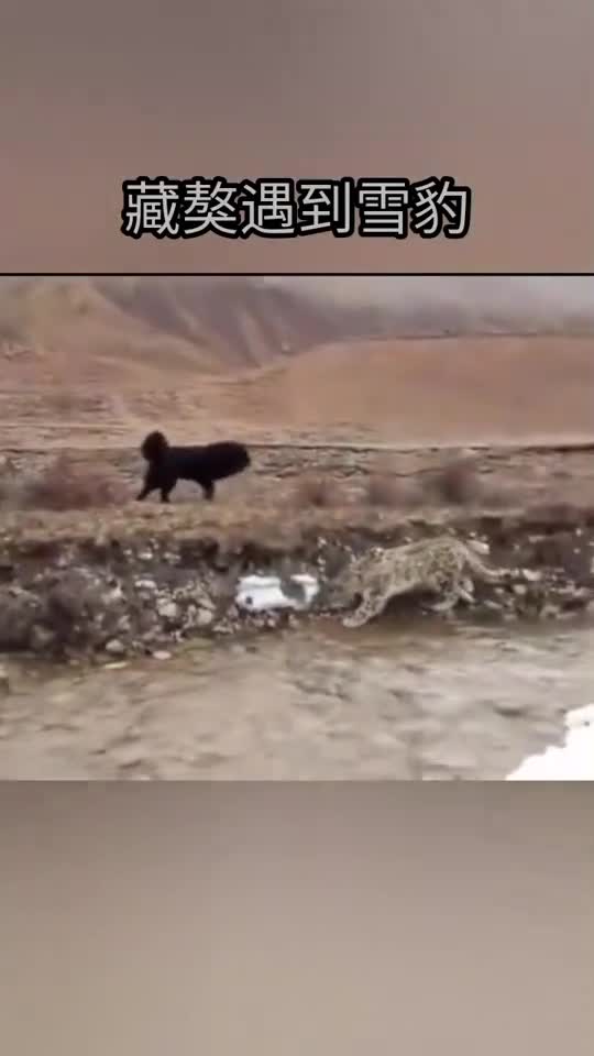 藏獒遇到雪豹,双方装看不到对方