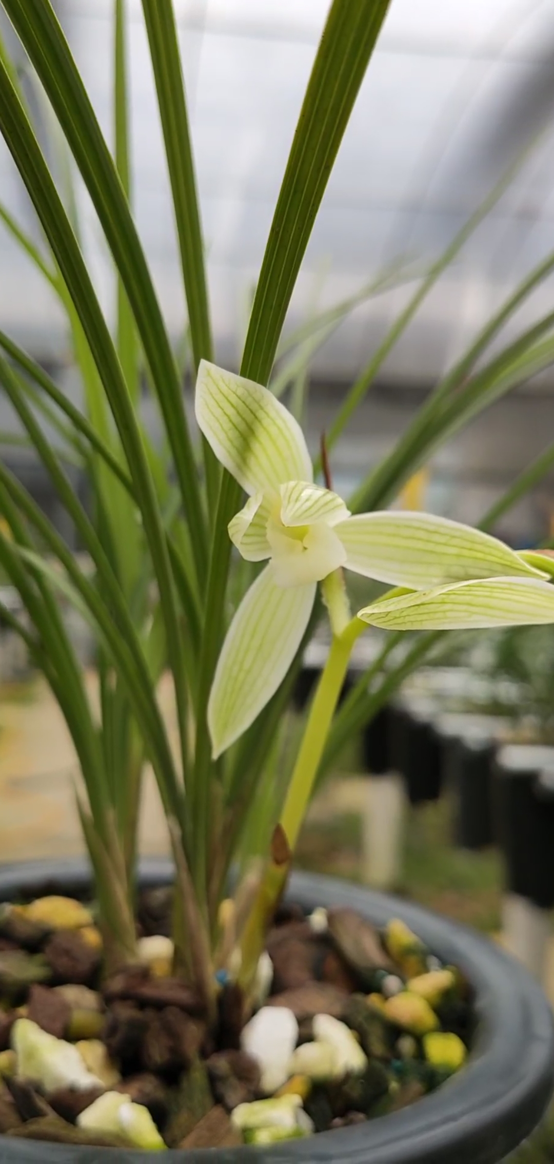 白雪公主莲瓣兰色花开花啦!-度小视