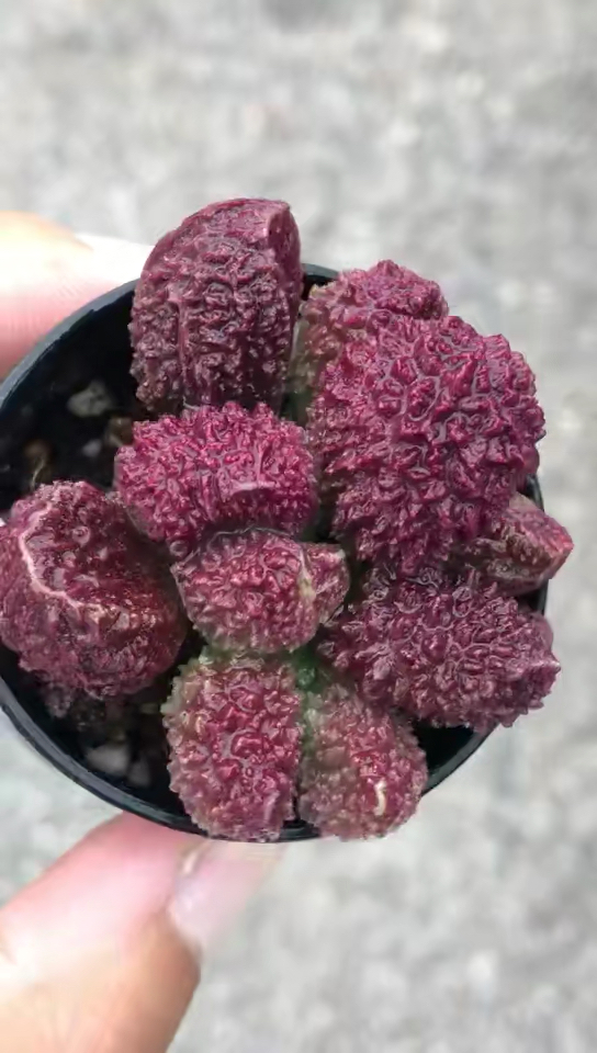 夏夜#品相无敌好的大疣朱紫玉