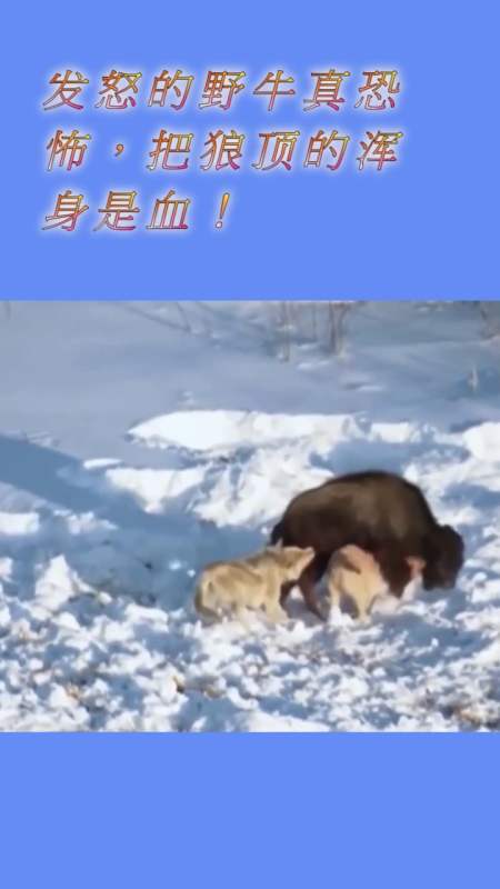 我要上热门#发怒的野牛真恐怖,把狼顶的浑身是血