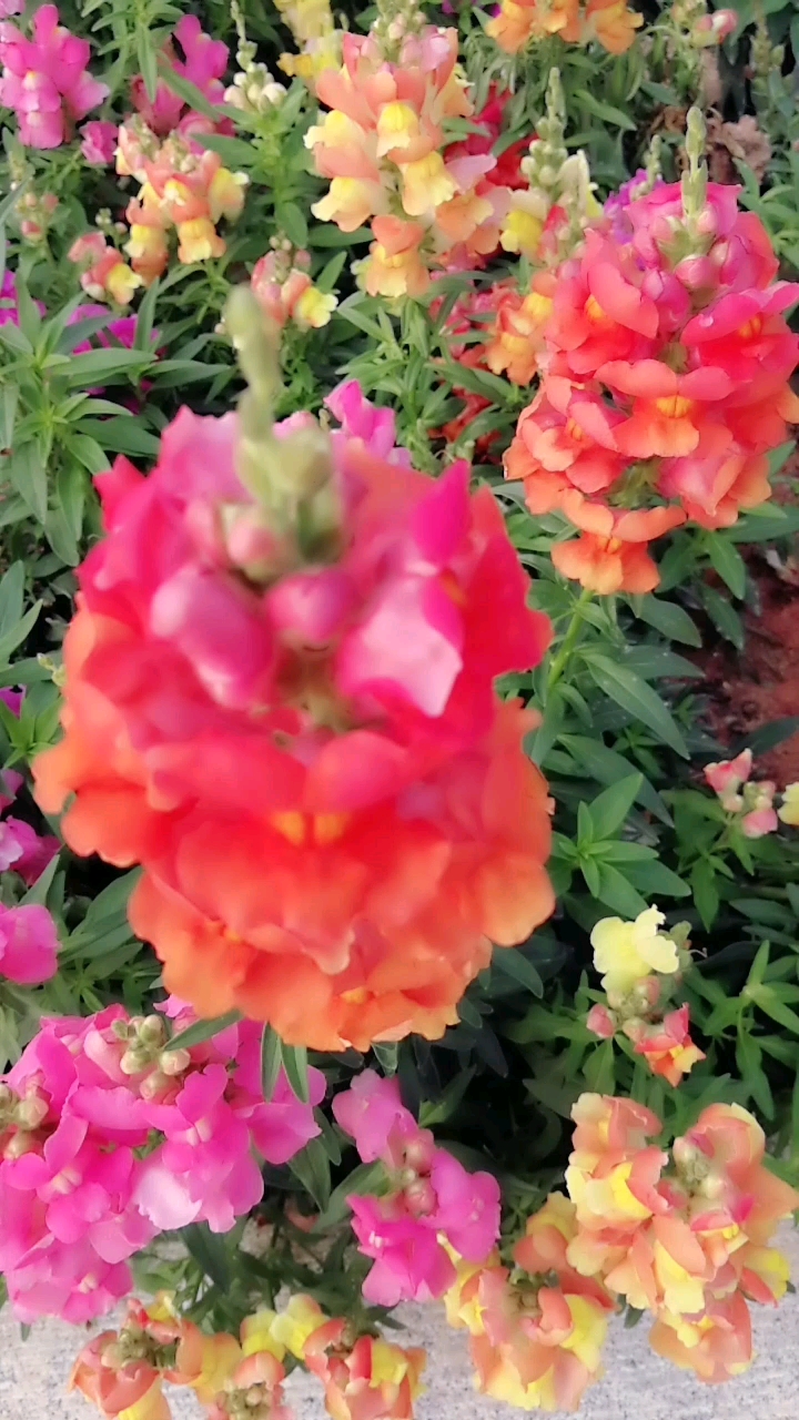 金鱼草 别名: 龙头花,狮子花,龙口花,洋彩雀.