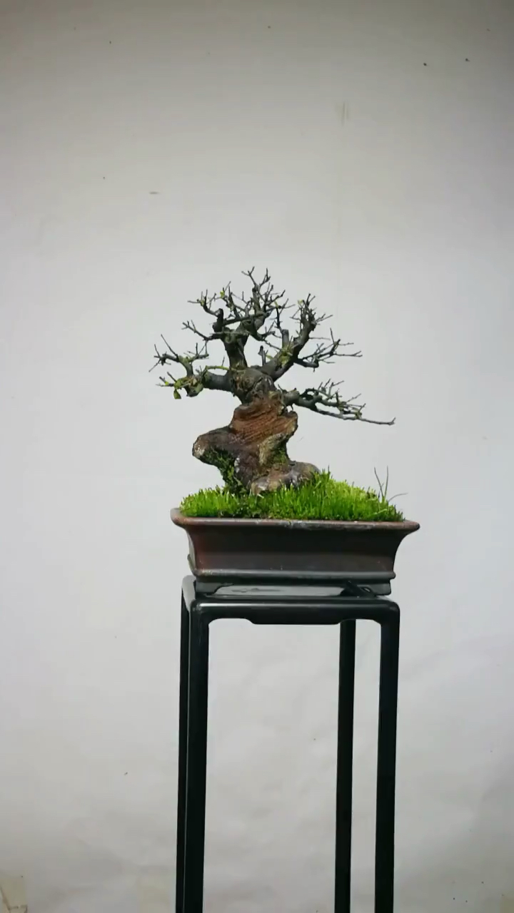 矮霸造型榆树盆景,造型小巧精致,优雅大方