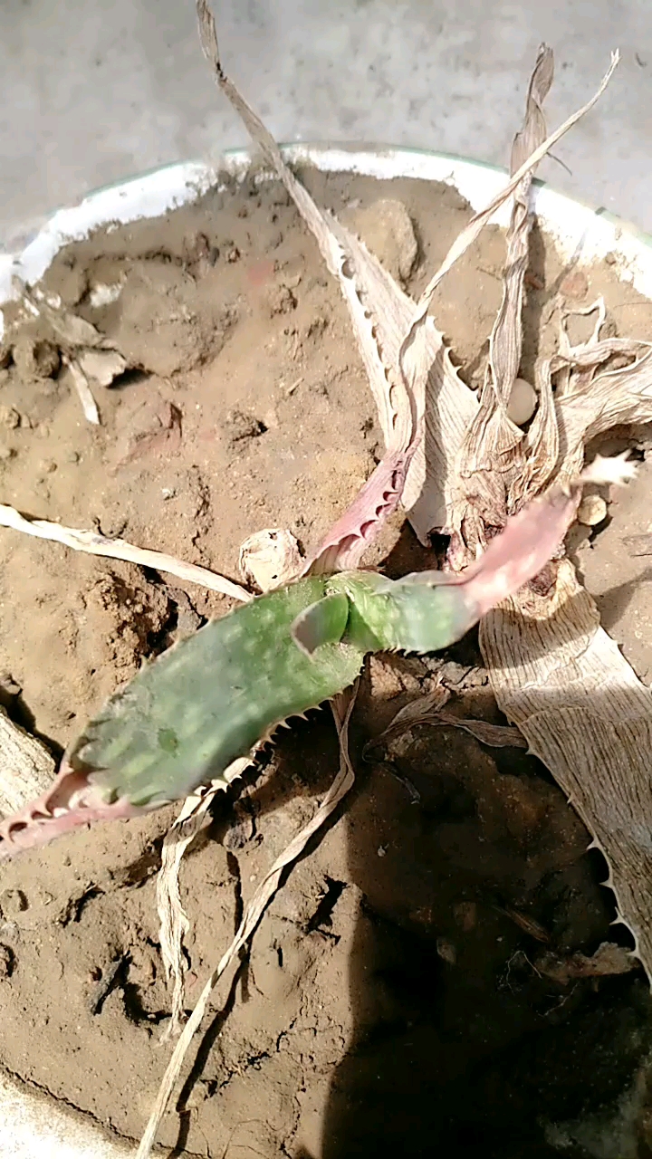 芦荟生虫子的图片大全图片