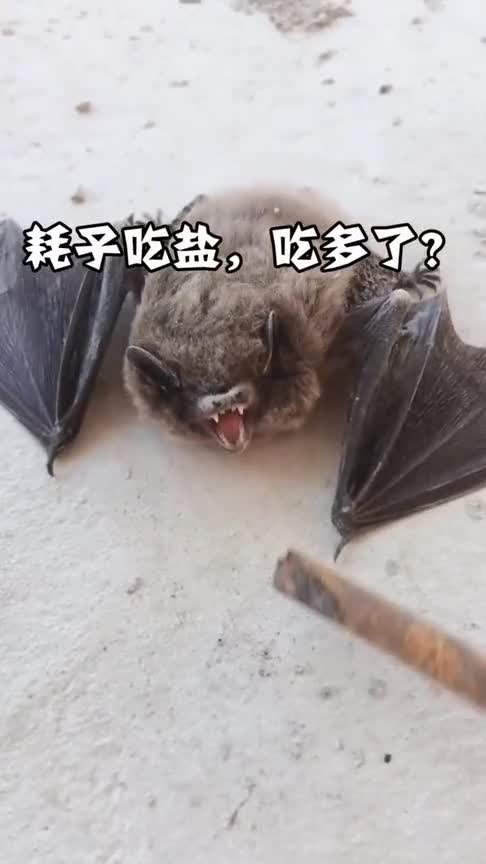 耗子吃盐,吃多了这怪物的牙齿,长得好独特