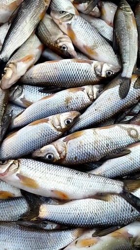 贴秋膘#重唇鱼东北虫虫鱼