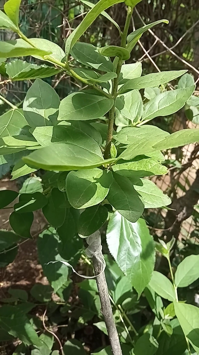 老鸦柿叶子图片