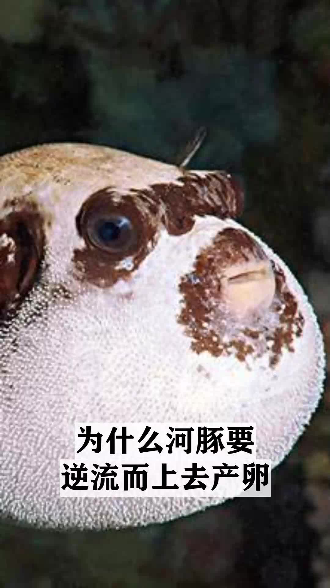 为什么河豚要逆流而上去产卵