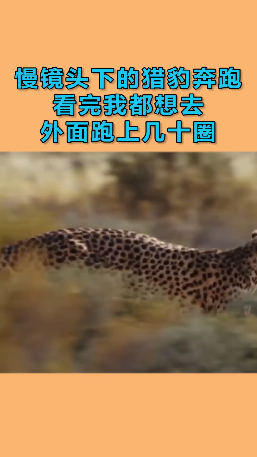 动物世界#慢镜头下的猎豹奔跑,看完我都想去外面跑上几十圈