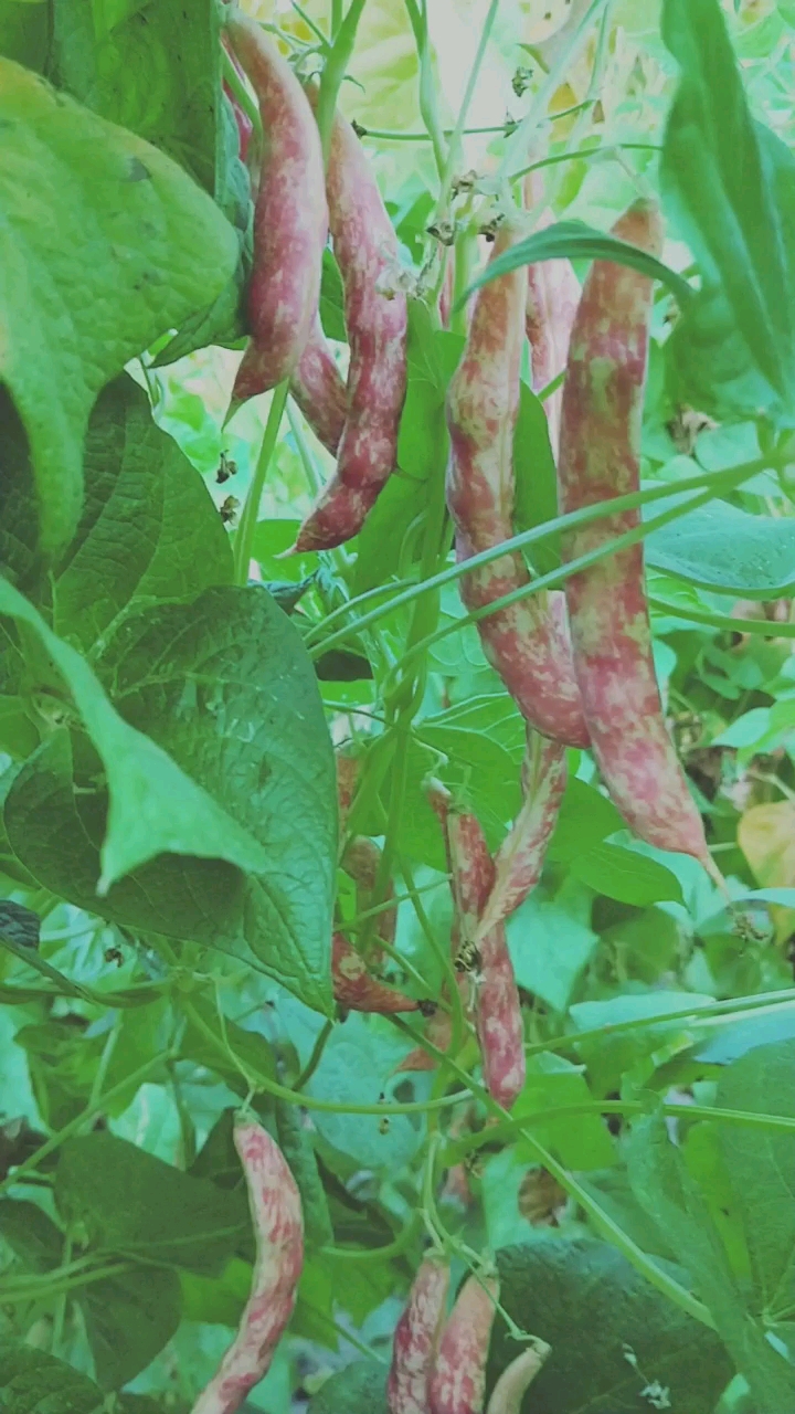 爸妈种的勾勾红,太好了,一看就想吃