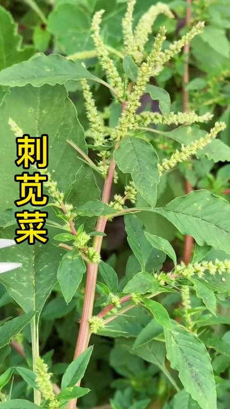 刺苋菜猪小肠汤也可以这样喝