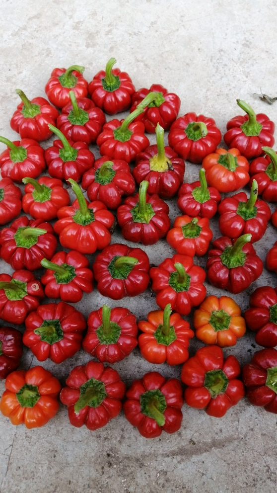 美食#今天采摘的小南瓜椒