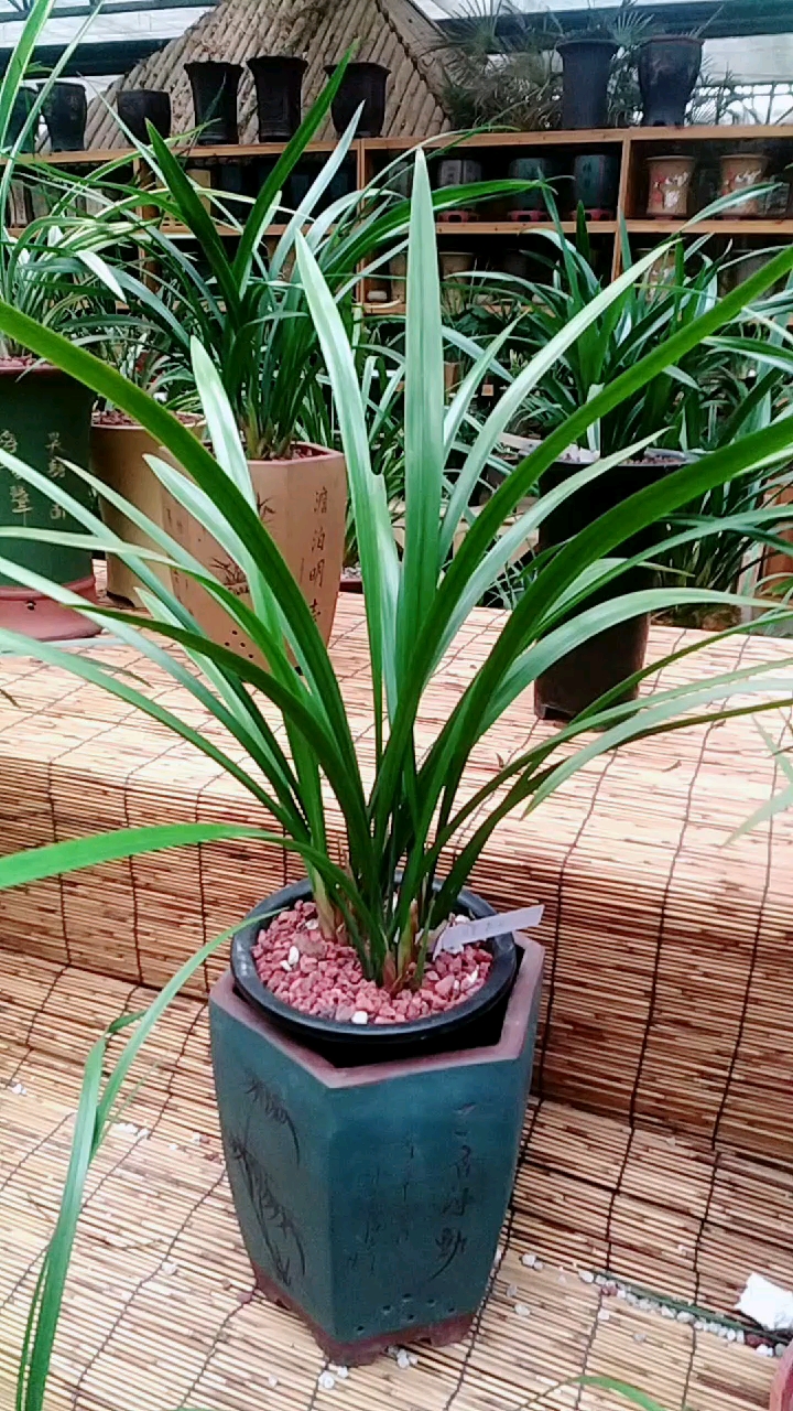 墨兰四大名品之白墨