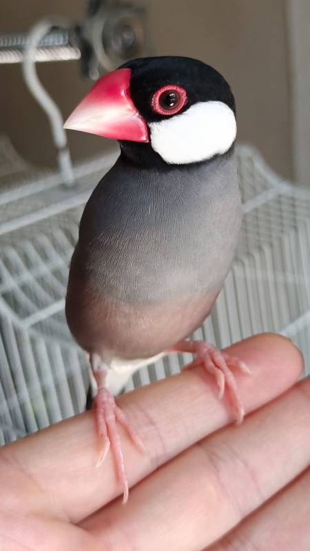 这是一种嘴巴快有脑门大的宠物鸟