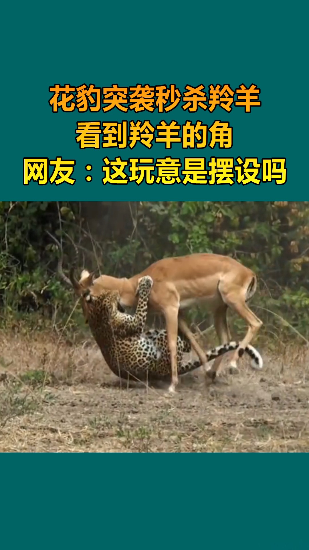 我要上热门花豹突袭捕获羚羊羚羊没有还手能力