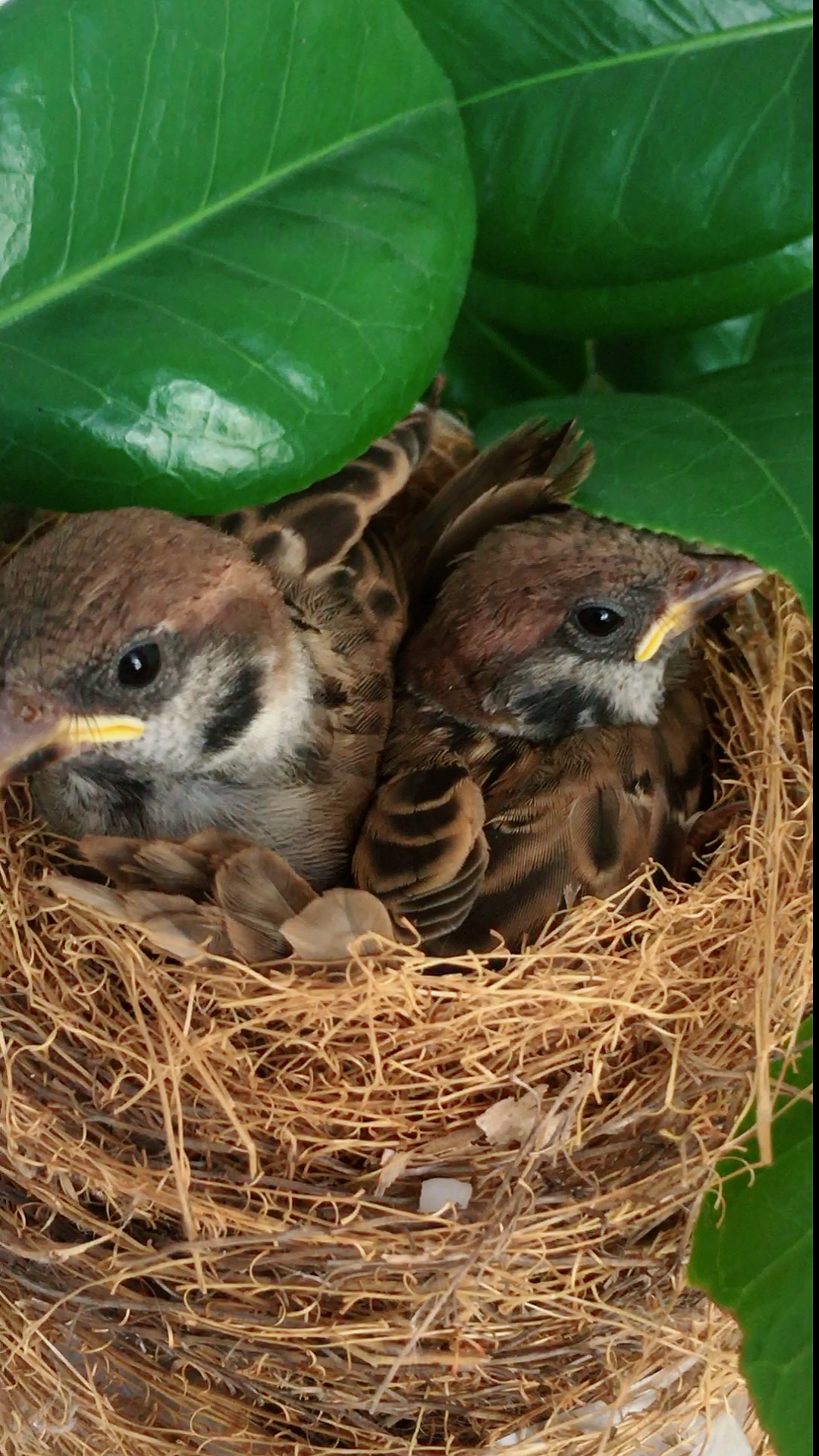 vlog日常#小麻雀霸占了谁的窝