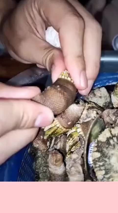 赶海人的夜宵,只能啃啃佛手螺,这吃的也太艰苦了