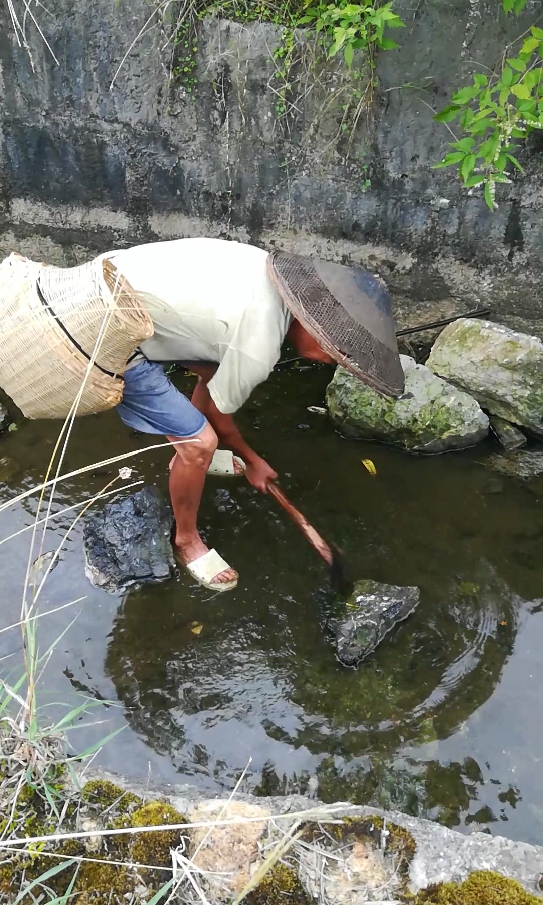 户外抓鱼#原始的捕鱼方式,敲石震鱼!
