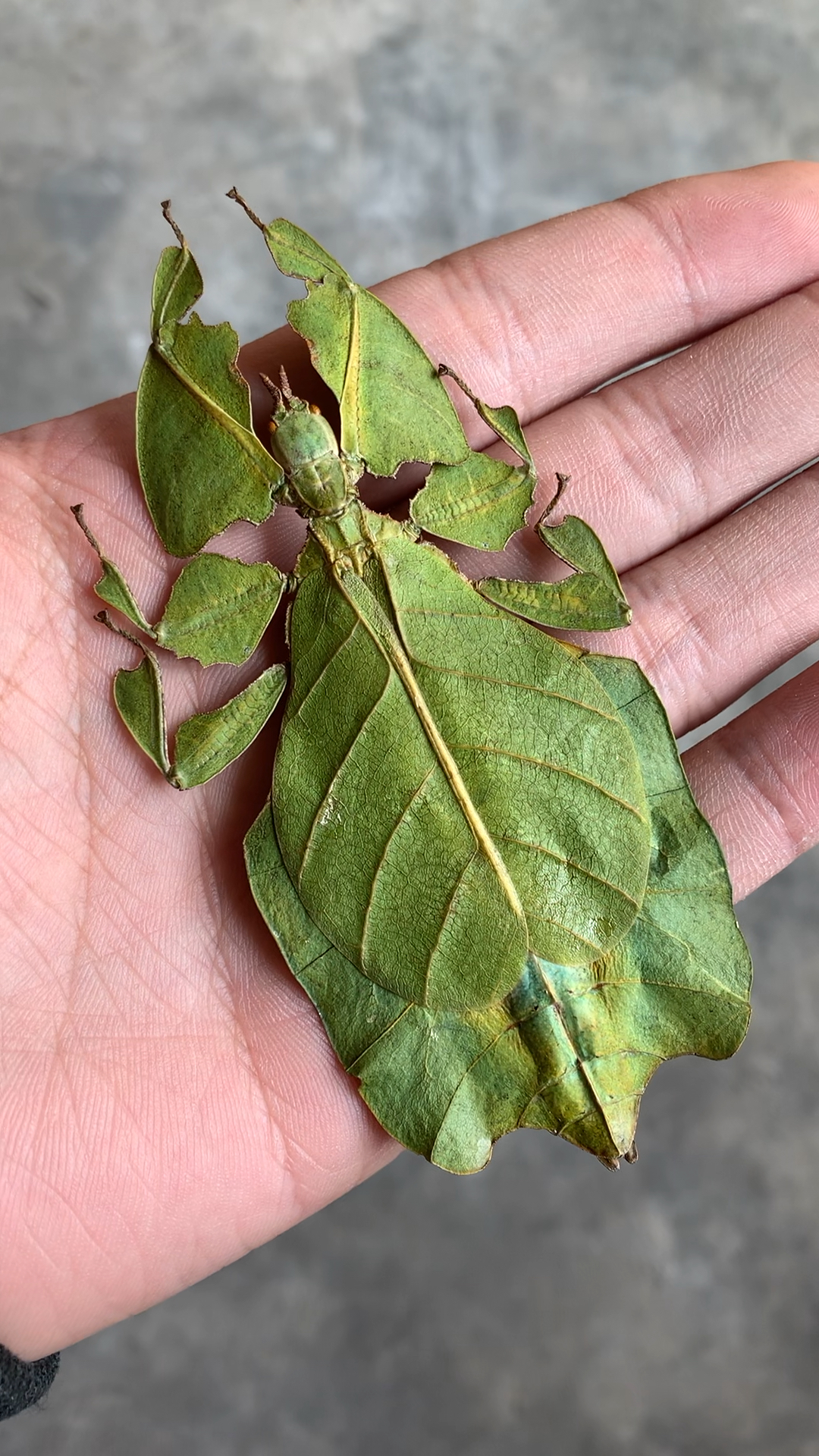 远看像一张叶子实际是一只虫子.拟态昆虫-叶脩