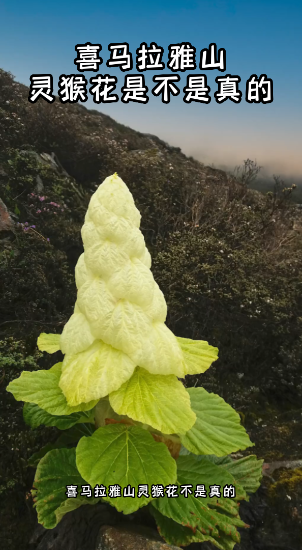 喜马拉雅山灵猴花是不是真的