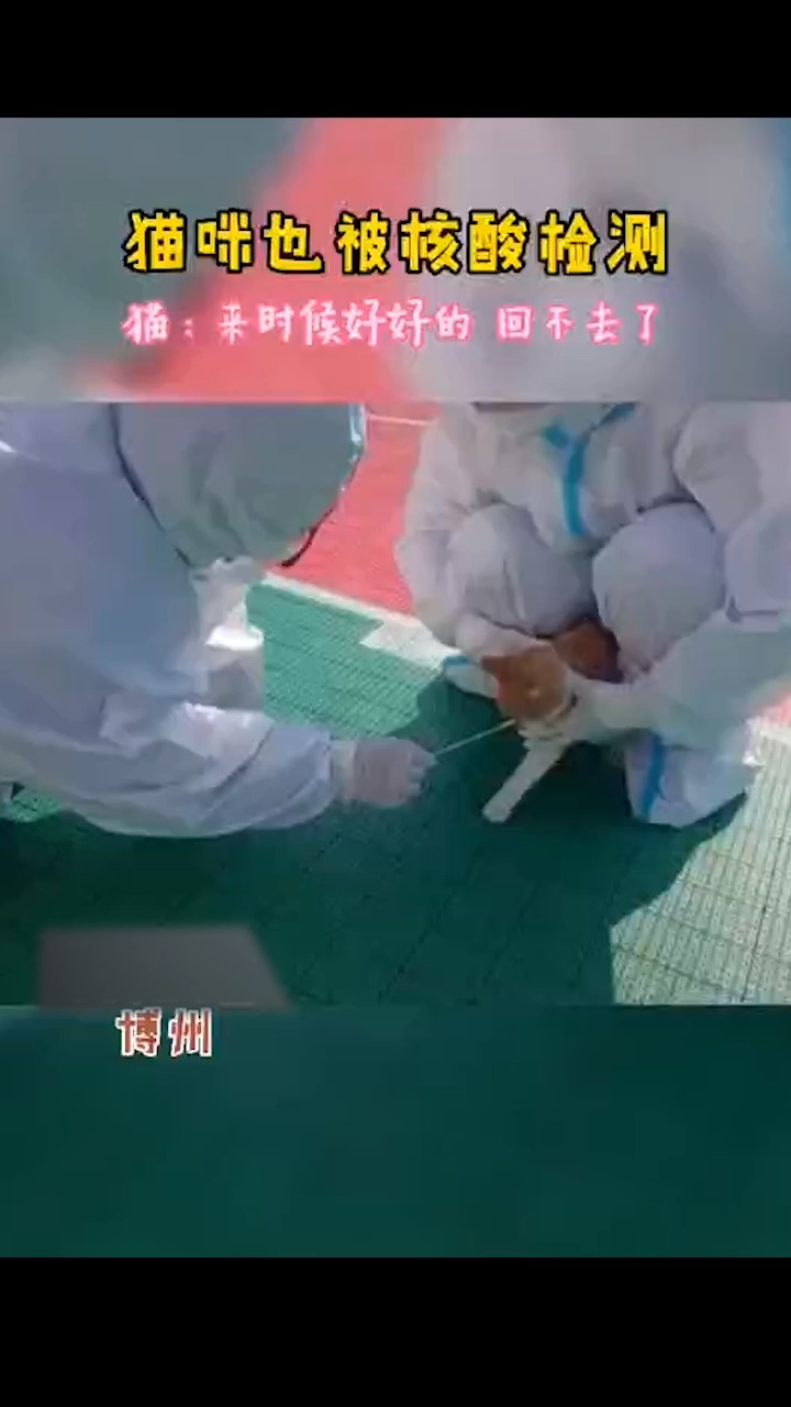 社会新闻猫咪也被核酸检测