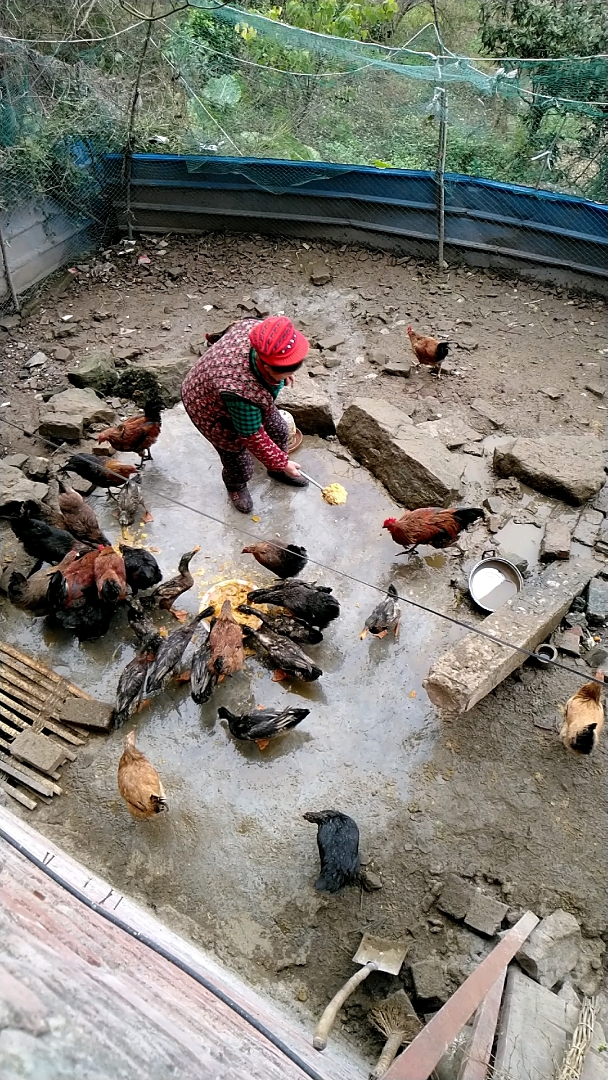 山里农村大妈喂鸡,我是认真的.