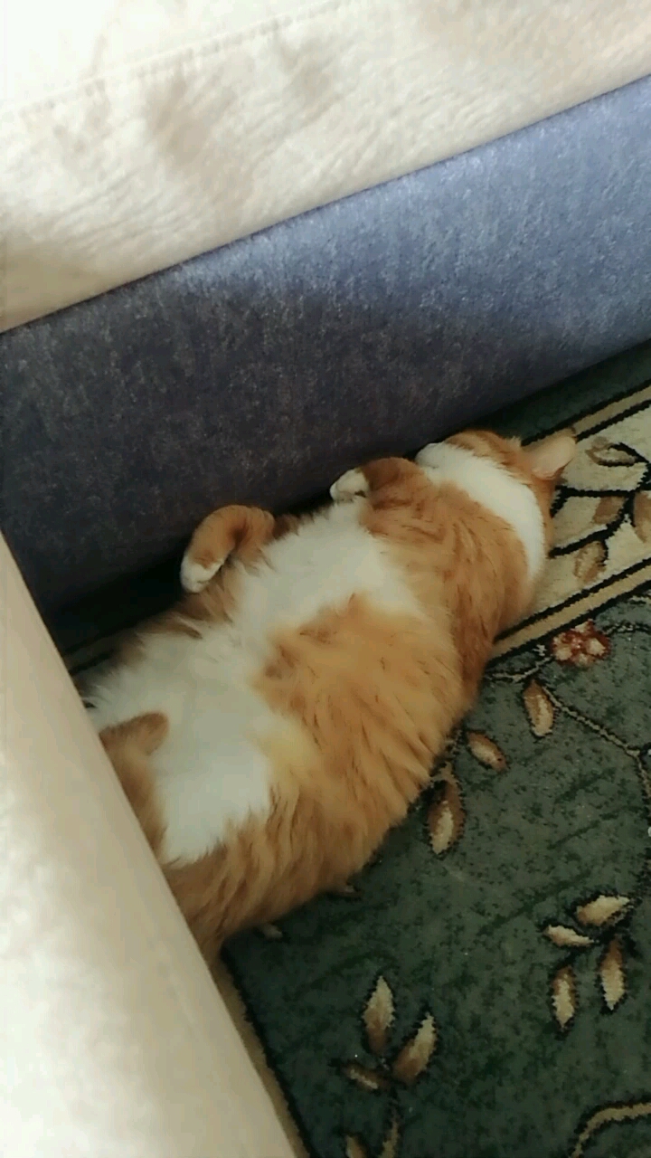 我家小懒猫,睡觉的姿势好爽啊!