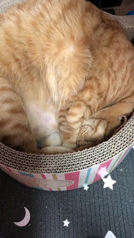 看这里有只睡着了的橘猫,啊啊啊,我错了.