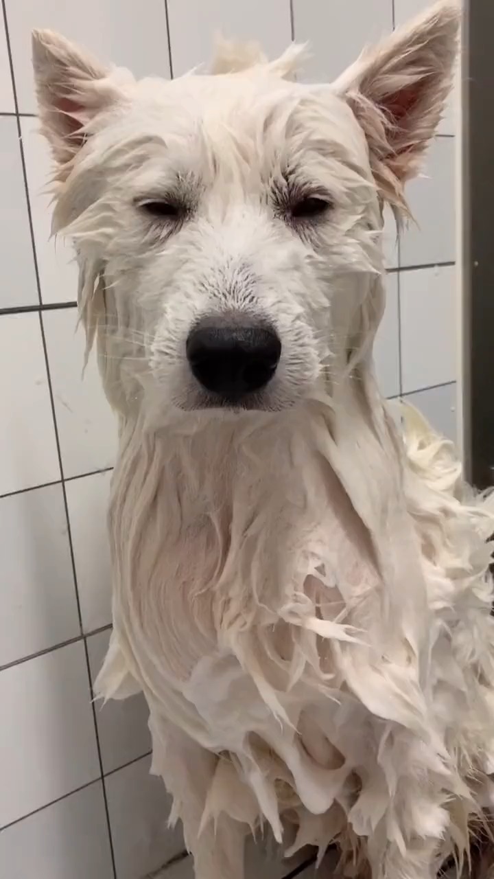 搞笑视频#萨摩耶:这娘们洗澡水平越来越专业,劳资瞌睡被洗的挡都挡换