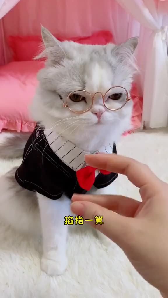 家有猫咪#今年要给尼莫过生日吗