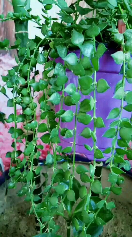 一不小心就可以养成瀑布的百万心吊兰,比绿萝好看