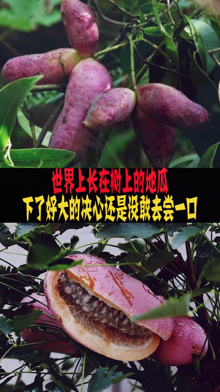 世界之最#世界上长在树上的地瓜.下了好大的决心还是没敢去尝一口