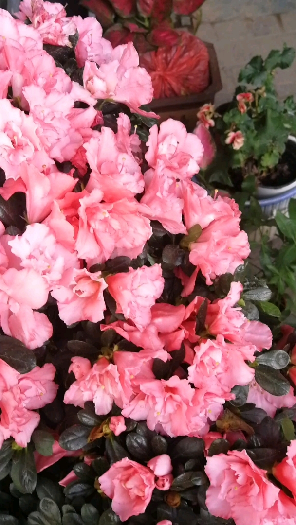 比利时杜鹃花.花语:花语:永远属于你