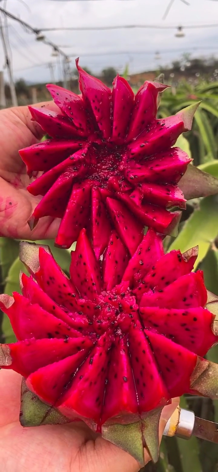 趣味水果#火龙果花!