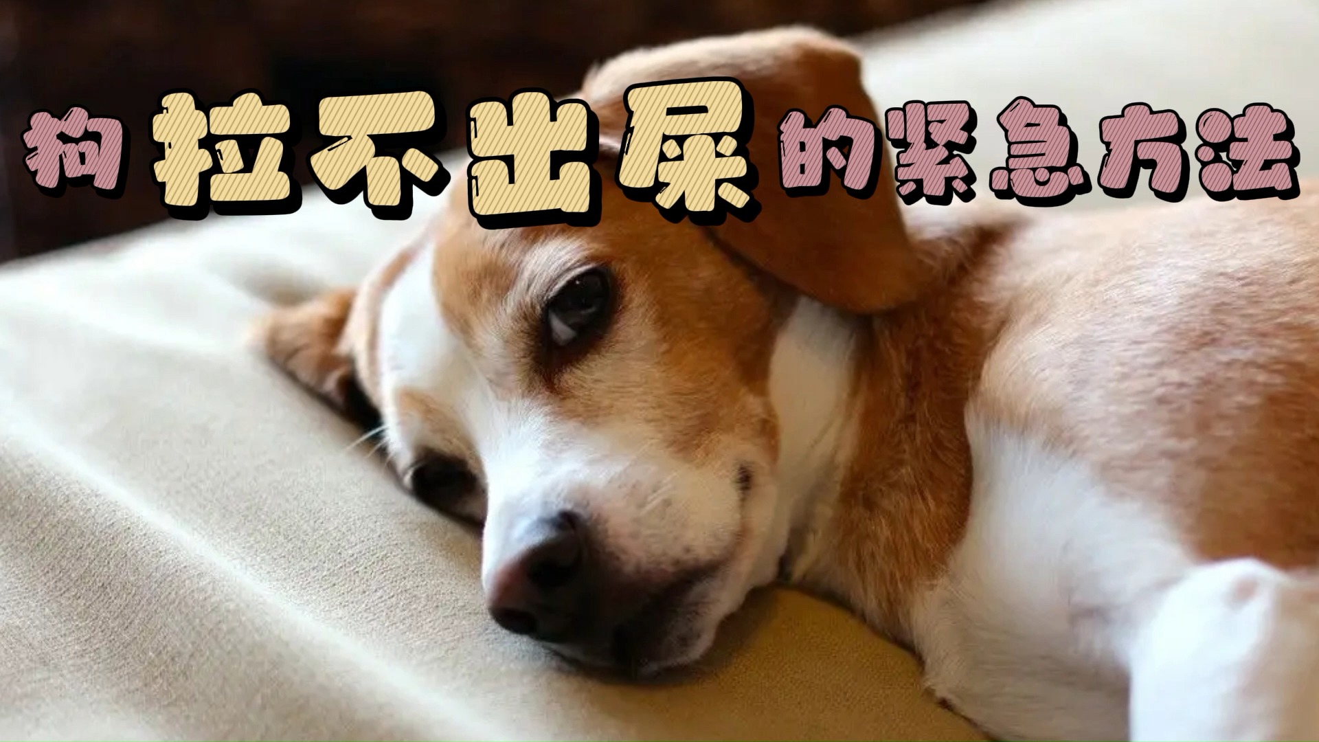 狗拉不出屎的紧急方法