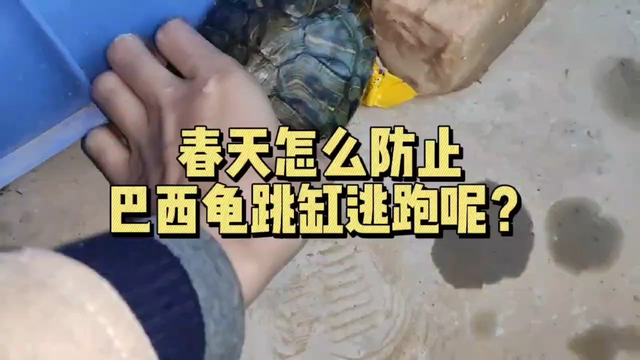 春天了怎麼防止巴西龜跳缸逃跑呢?