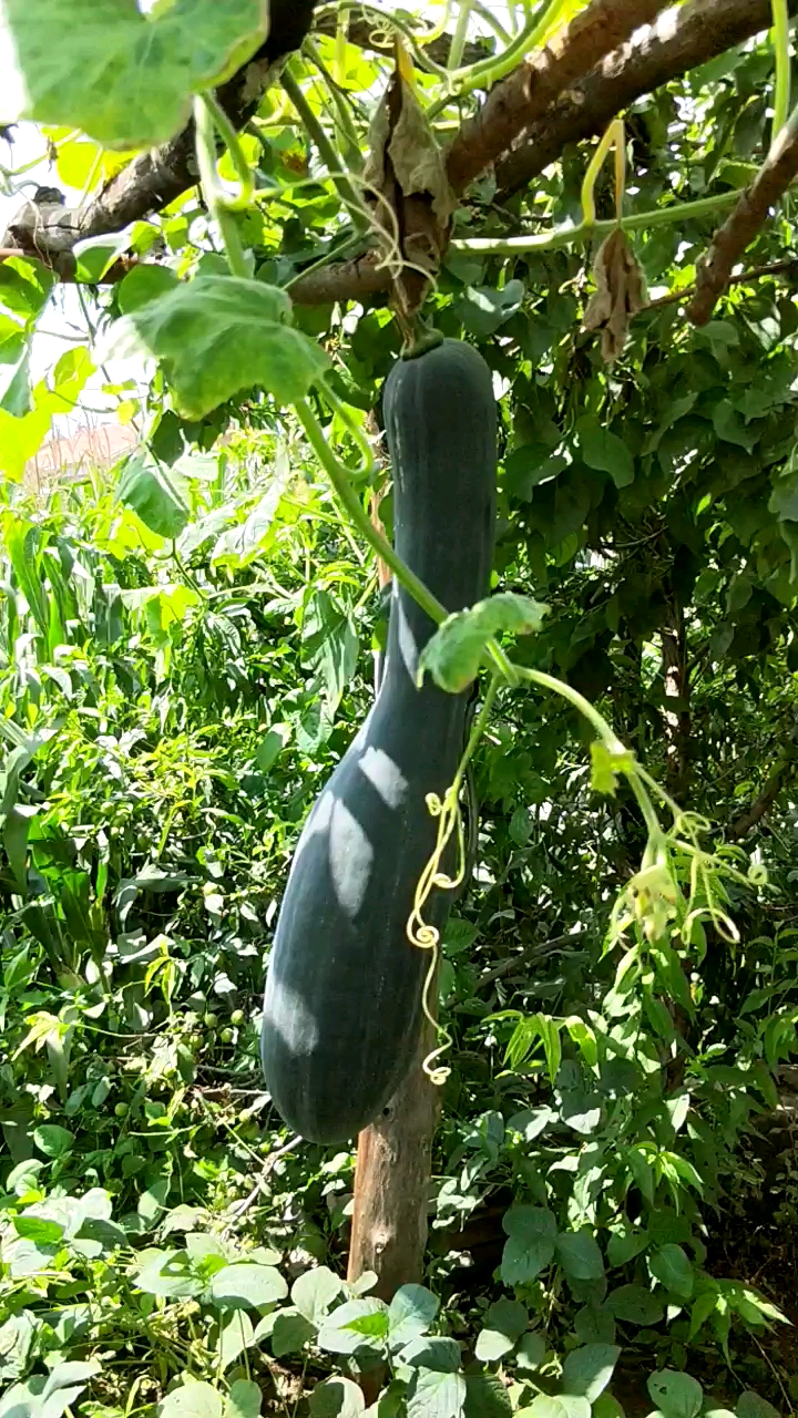 快要憋疯的你#东北的长窝瓜,炖土豆好吃