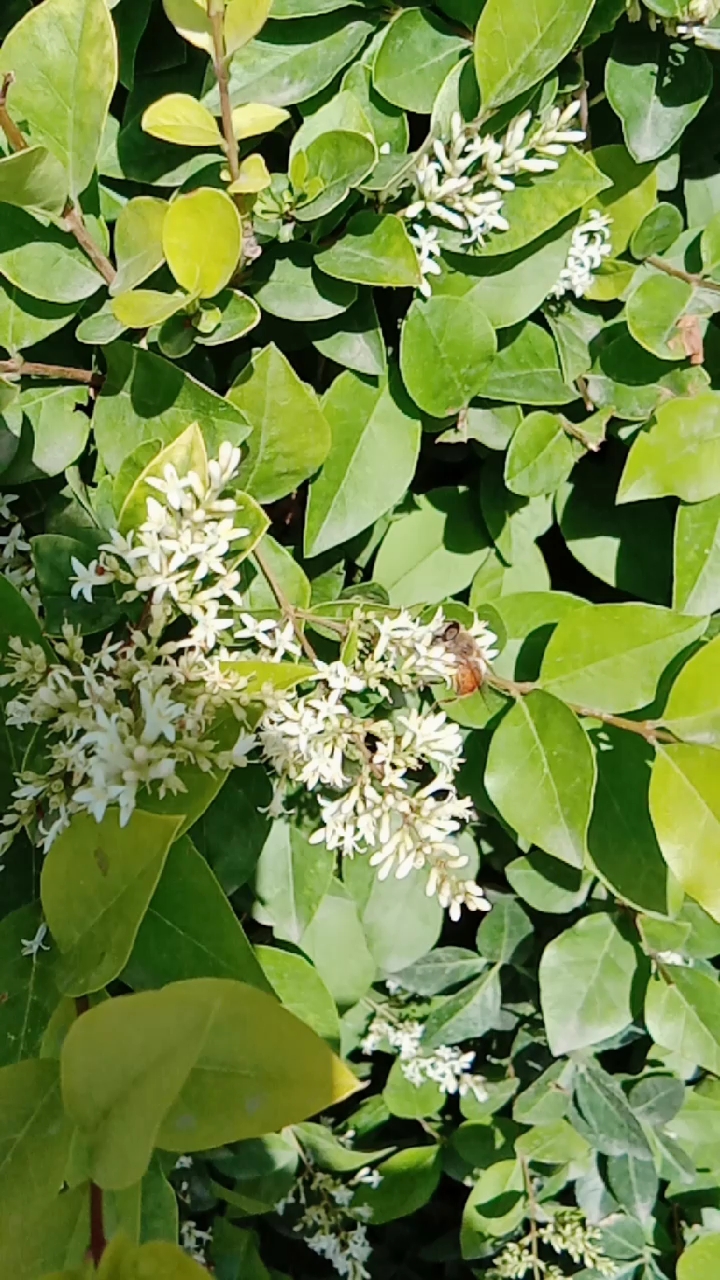 旅游进行时#枝繁叶茂,四季常青的金叶女贞花绚丽绽放香气袭人!