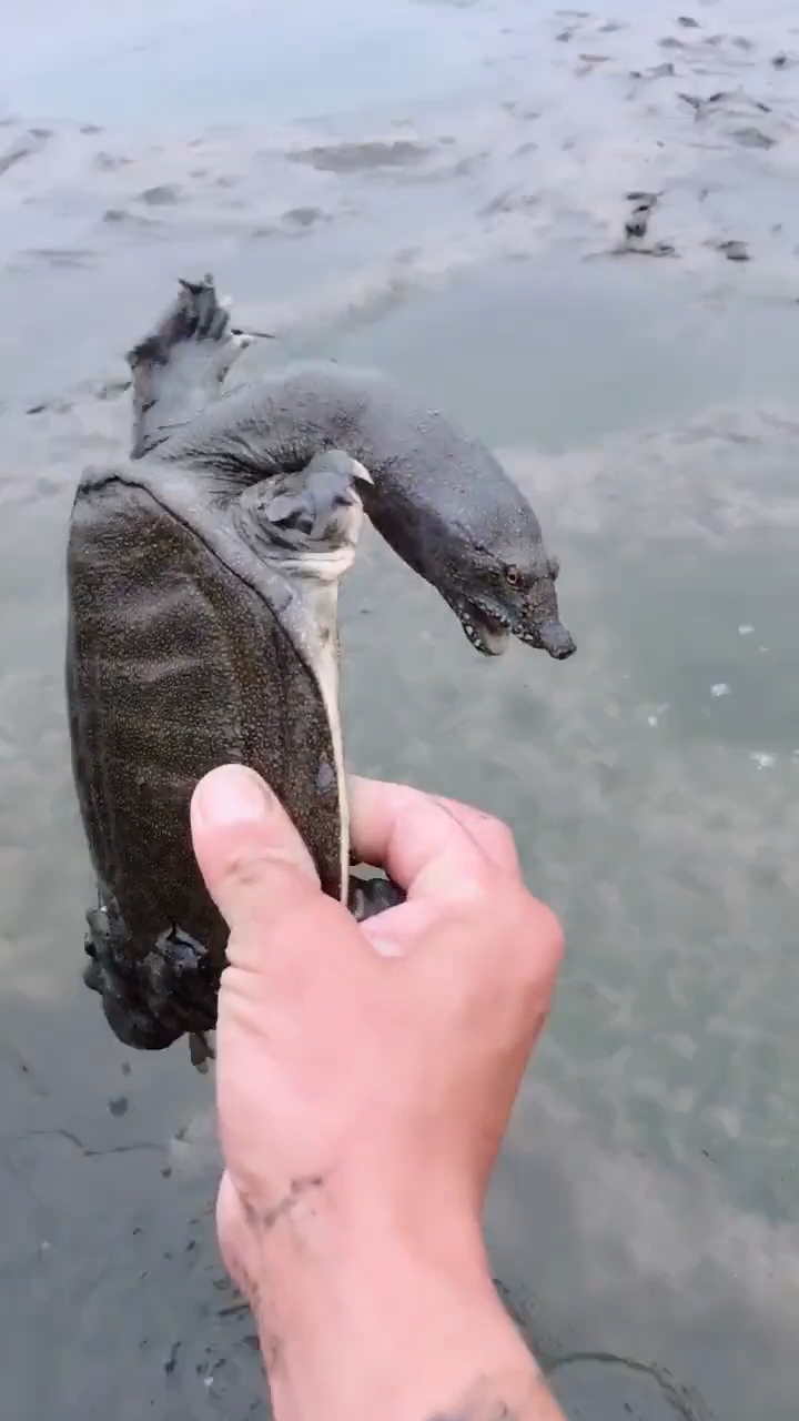 甲鱼再凶想咬我,拿我没办法